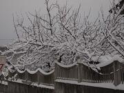 18-12-2010  ore 08-33   Loc. Piedimonte-Gorizia  51