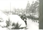 15 gennaioi Gorizia - via Aquileia 03  15 gennaioi Gorizia - via Aquileia 03.jpg