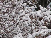 22 Febbraio 2005  ore 8 - Gorizia-Piedimonte  11