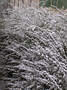 25 novembre 2005  ore 15 10m  - Gorizia-Via Aquileia   04