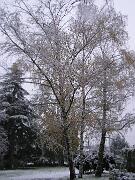 25 novembre 2005  ore 16 00m  - Gorizia-Via Aquileia   01