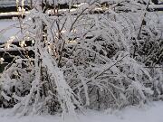 30 dicembre 2005  ore 11  - Gorizia-Via Aquileia   01