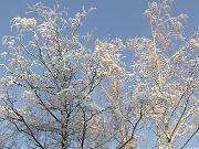 30 dicembre 2005  ore 11  - Gorizia-Via Aquileia   06