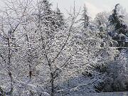 30 dicembre 2005  ore 11  - Gorizia-Via Aquileia   08