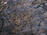 30 dicembre 2005  ore 8  - Gorizia-Piedimonte  - 01