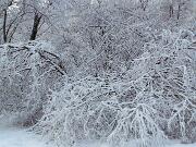 30 dicembre 2005  ore 9  - Gorizia-Loc. Groina  - 08