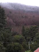 25 gennaio 2007 - Gorizia-Piedimonte ore 8 - limite nevicata della nottata 200 mt.JPG