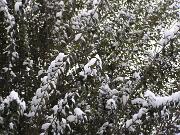 19  Dicembre 2009  - Gorizia-Via Aquileia  08