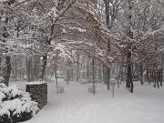 18-12-2010  ore 08-33   Loc. Piedimonte-Gorizia  50