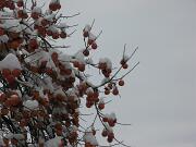 19-12-2010  ore 10-44   Loc. Gorizia 05