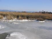 05 febbraio 2012 - Punta Sdobba - Foce dell'Isonzo  04