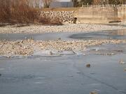 14 febbraio 2012 Gorizia-Ponte IX agosto  03