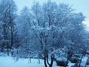 14-01-2013  ore 07-50   Loc.  Piedimonte-Gorizia 06