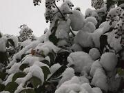 04-01-2016  ore 09-30   Via Aquileia - Gorizia 09