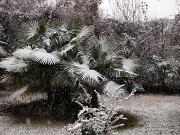 2019-01-23  ore 12  Gorizia  Via Aquileia005