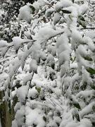 2019-01-23  ore 12-30  Gorizia  Via Aquileia008