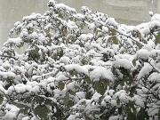 2019-01-23  ore 12-30  Gorizia  Via Aquileia009