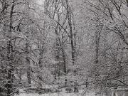 2019-01-23  ore 13  Loc. Piedimonte-Gorizia10